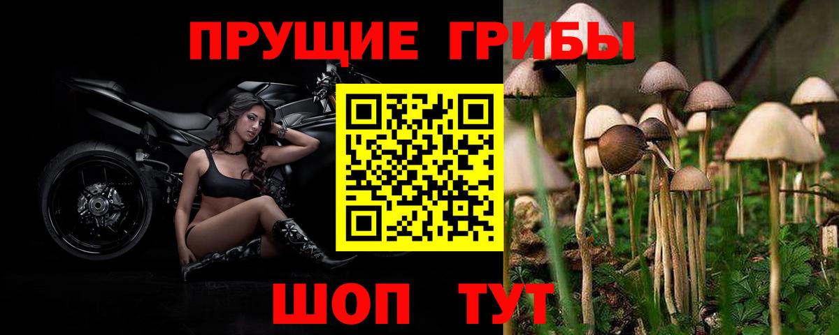 Псилоцибиновые грибы GOLDEN TEACHER Фрязино